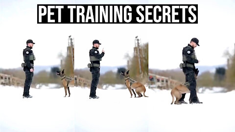 Learn Some Secret Tips To Pet Training (Link In Description)