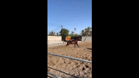 Horse Arabian horse