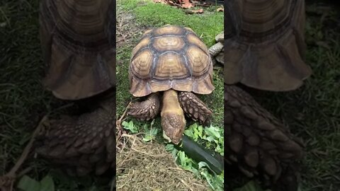 Tortellini vs Zucchini #shorts #sulcata #sulcatatortoise #tortoise #zucchini