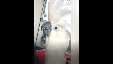parrot imitates its owner, very cute, watch it quickly