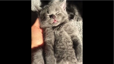 Kitten falls asleep in palm of owner's hand