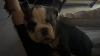 Bulldog Puppy Snuggles