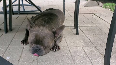 French bulldog taking a nap outside