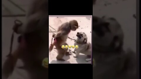 Monkey Wants to Fight a dog LMAO