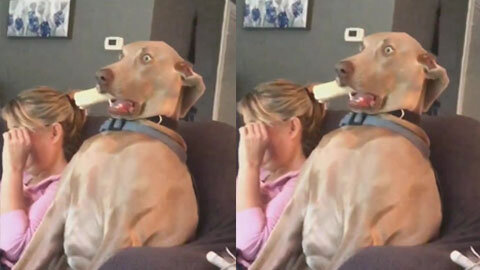 Dog watched horror movie with owner and was scared to cry