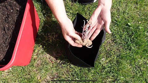 Single seed potato challenge @stevefromthegarden1135