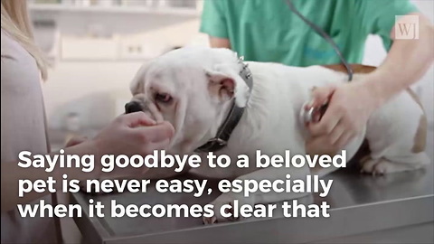 Brokenhearted Vet Reveals What Pets Do in Final Moments Before Being Put Down