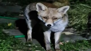 🦊 Urban fox whispering - how to talk with a gentle vixen in the London garden