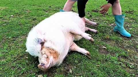 Rescued pig rolls over on command for belly rubs
