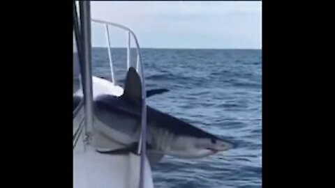 This shark jumped on someone's boat and got trapped.. Footage is like something from a horror film