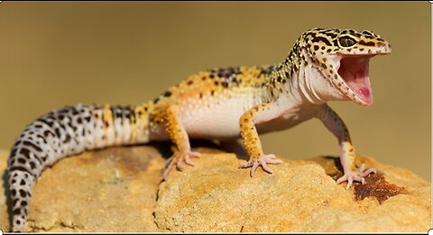 Gecko is trying to save him friend from snake