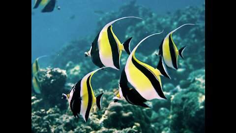 The Moorish idol