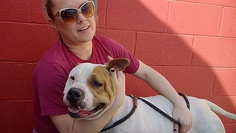 A5348698 | Sweetheart | pitbull