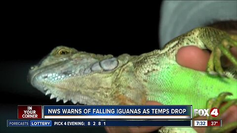 NWS warns of falling iguanas as temps drop