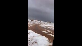 Desert, camel and snow
