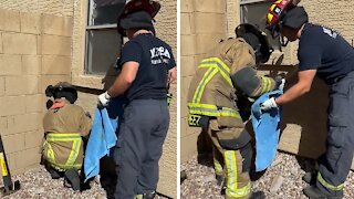 Firefighters Rescue Cat Stuck In A Cinder Block Wall