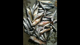 Texas Beach Fishing - (Large School of Redfish) - Thousands of Fish (Unbelievable) 2022