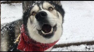 Husky Talks About Snow