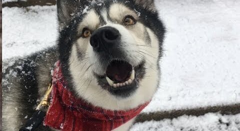 Husky Talks About Snow