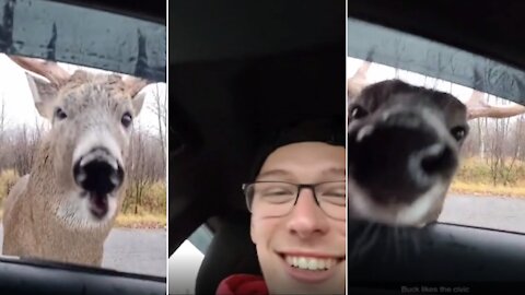 Friendly deer walks up to car, introduces himself to driver