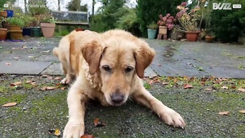 L'infinita lotta tra un cane e un getto d'acqua