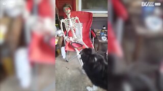 Roligt ögonblick då en hund försöker leka med ett skelett
