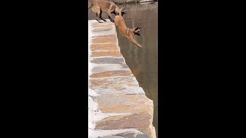 Belgian Malinois dog is getting brave at jumping off six foot sea wall