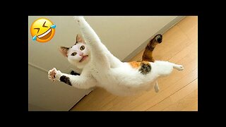 Funniest Animal Videos 2023 - Best Funny Dogs And Cats Videos #7