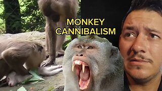 Zoo Monkey Yeets then Eats her Dead Baby... but why?