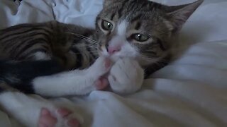 I Will Stretch My Little Toes When My Paw Is Tickled