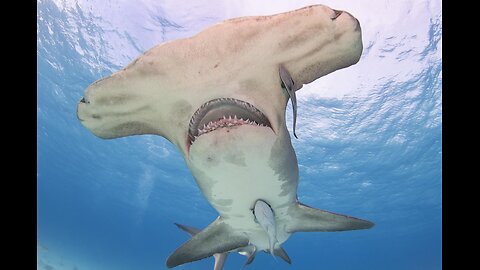 Worst Hammerhead Shark Attack Ever