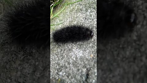 Woolly Bear Caterpillar with Stripes || Woolly Bear Caterpillar