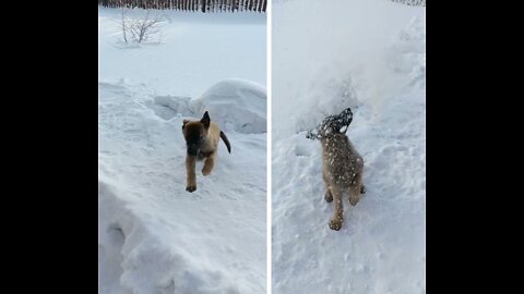 Funny little dog loves to play with snow!