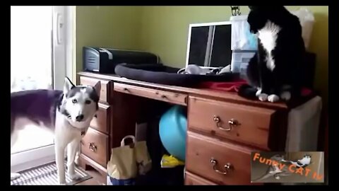 When a cat and a dog meet for the first time