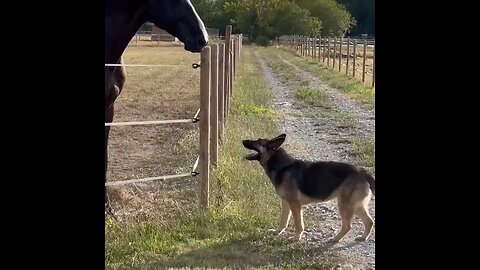 Best friends love to race each other..😊