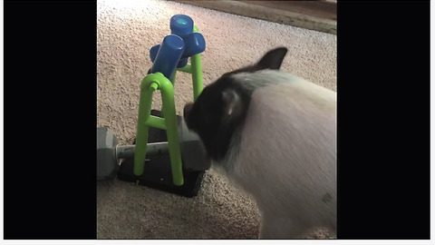 Clever pig quickly outsmarts his new toy