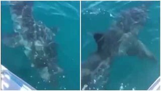 Huge white shark circles boat in Australia