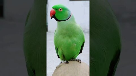 parrot 🦜🐦 short video|birds short video