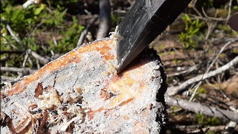 Gathering Birch Bark and fatwood