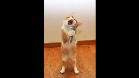 Cute Cat Singing Ah Aaaaa aa | Cute Animal Videos | Full Screen Whatsapp Status
