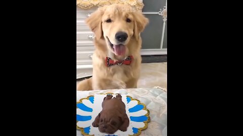 videos of funny dogs and cats to cry with laughter until they give no more