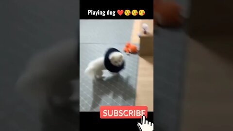 dog playing with ball.. 🤗#status #cutedogshort #ball #training #naughtydog #funnyvideo