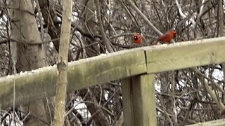 Cardinals James Gardens Toronto 2