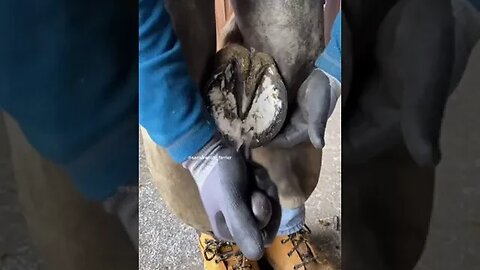 #samdracottfarrier #farrier #fyp #fy #asmr #satisfying #satisfyingvideos