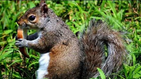 Squirrel attacks annoying man