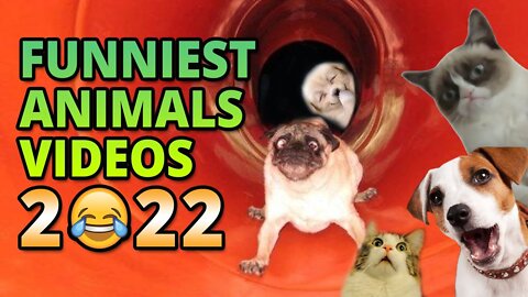 Funniest Animals Videos - Best Cute Cats😹 and Crazy Dogs🐶 Videos 2022! | FUNNY ANIMALS' SOCIETY
