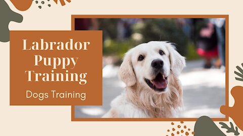 Labrador Puppy Training ! Dogs Training || Trained Your Dogs