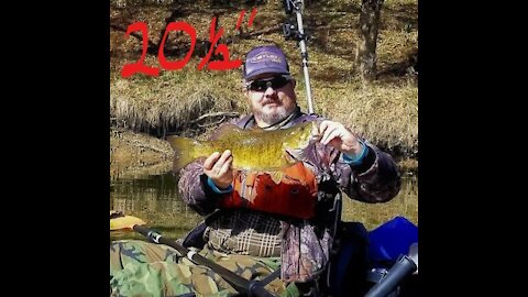 River Smallmouth- 20 1/2 inch beauty from the North Fork Holston River