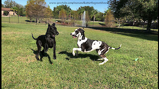 Funny Energetic Great Danes Argue About Newspaper Delivery