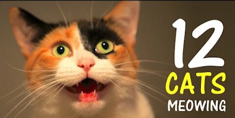 12 CATS MEOWING LOUDLY | Make youurCat Go Crazy!